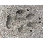 Kraul - 5410 - 7 Tierspuren von 6 Tieren